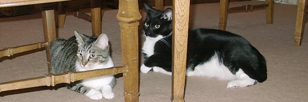 Allegro and Velvet cats